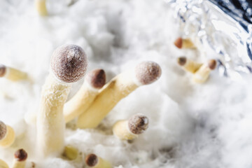 young Mexican psilocybin mushrooms on the background of white mycelium