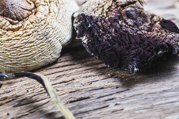 dried Mexican magic mushrooms is a psilocybe cubensis, whose main active elements are psilocybin and psilocin - Mexican Psilocybe Cubensis. An adult mushroom raining spores