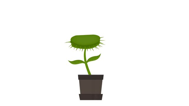 Venus flytrap. Animation of a carnivorous plant in a pot, alpha channel enabled. Cartoon