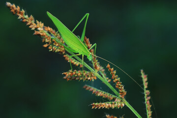 Katydids on wild plants, North China