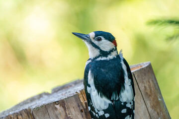 A portrait of a great spotted woodpecker on a tree trunk. Green bokeh