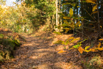 path full of colorful dry fallen leaves lined with trees, autumn landscape