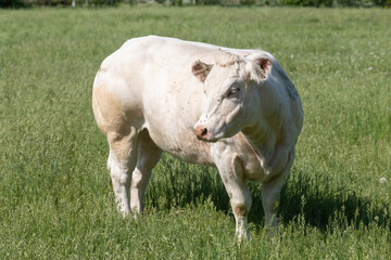 A white Charolais beef cows grazing in a green grassy pasture looking curiously at the camera