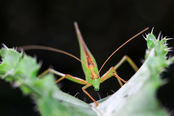 Katydids on wild plants, North China