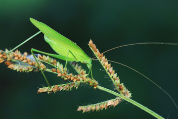 Katydids on wild plants, North China
