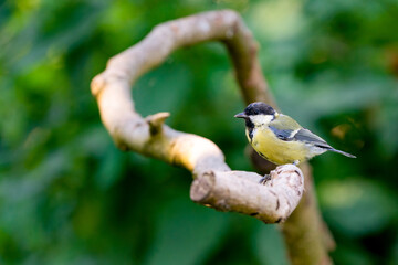 Great tit sitting on a curved branch. Detailed in side view. Bokeh green natural background