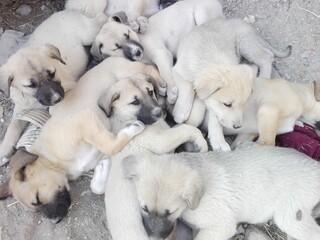 puppies sleeping on the floor