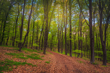 Fantastic fresh spring forest scenery with hiking trail