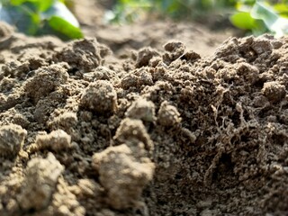 soil