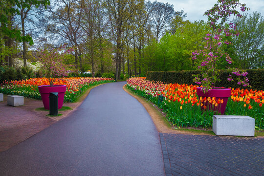 Blooming various colorful spring flowers in the Keukenhof park, Netherlands