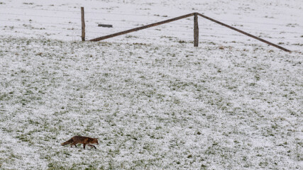 Ein Rotfuchs auf der Futtersuche bei Schneefall auf einer verschneiten Weide