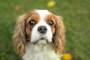 Cavalier Kings Charles Spaniel