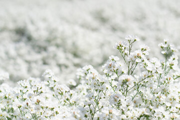 peacock cluster flower in the garden, white flower garden