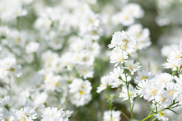 peacock cluster flower in the garden, white flower garden