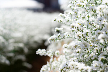 peacock cluster flower in the garden, white flower garden