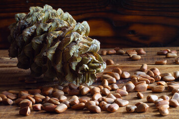 cedar nut, cones and pine nuts