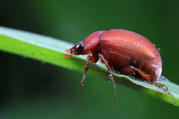 Beetles live on weeds in the North China Plain