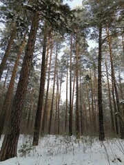 forest in winter