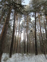 forest in winter
