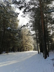 winter forest in the snow