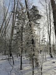 trees in winter