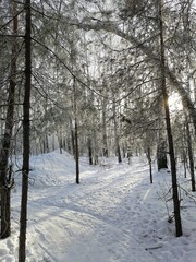 snow covered trees in the park
