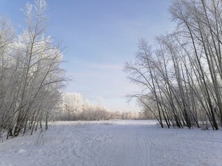 winter landscape with trees