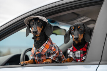 Two generations of funny dachshund dogs in hipster shirts look out of car window obediently waiting for owner ready for road trip. Traveling with pets