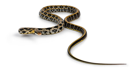 Young Taiwanese beauty ratsnake aka Orthriophis taeniurus friesi, showing beautyful broidery like...