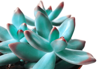 Beautiful succulent plant on white background, closeup