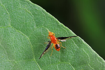 Flies on plants in the nature, North China Plain