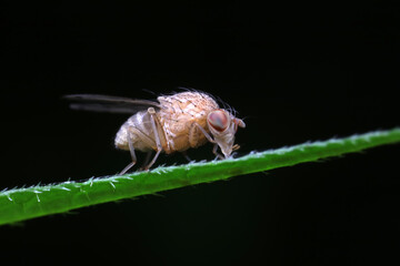 Flies on plants in the nature, North China Plain
