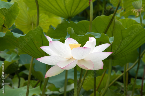Sydney Australia Lotus Plant With White Flower Wall Mural Wallpaper Murals Karind