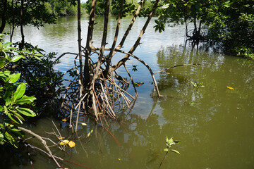 Mangrove root (Rhizophora apiculata Blume). Prop root or Buttress root of the tree in the nature.