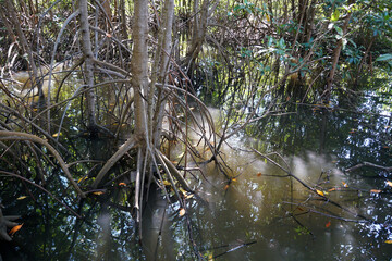 Mangrove root (Rhizophora apiculata Blume). Prop root or Buttress root of the tree in the nature.