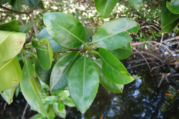 Red Mangrove leaves (Rhizophora mucronata Lam.) in the nature.