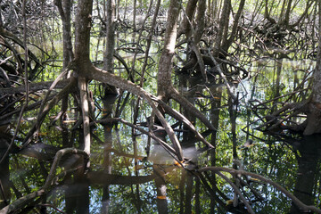 Mangrove root (Rhizophora apiculata Blume). Prop root or Buttress root of the tree in the nature.