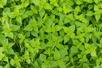 Fresh green stinging nettle in garden.