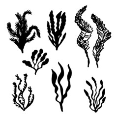 seaweed sea set vector sketch