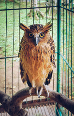 Portrait of eagle owl. Nocturnal bird with bright orange eyes. 