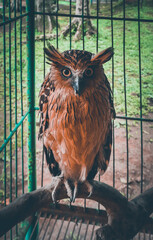 Portrait of eagle owl. Nocturnal bird with bright orange eyes. 