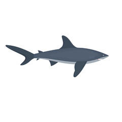 Shark. Shark fish, vector illustration