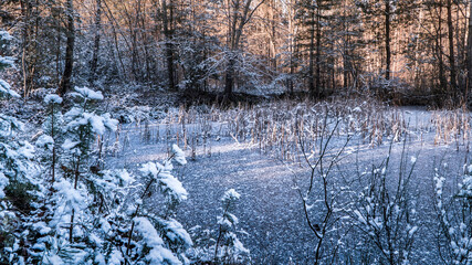 Zamarznięte jezioro pośrodku zimowego lasu
