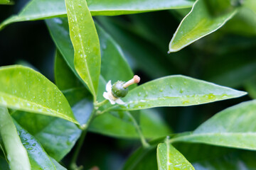 Young green orange fruit growing in the garden