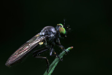 Insectivorous flies live on weeds