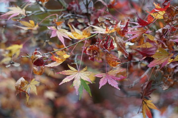 紅葉