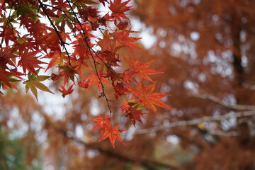 紅葉