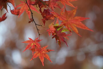 紅葉