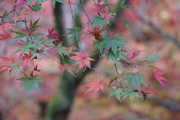 紅葉