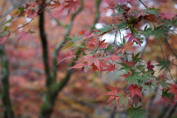 紅葉